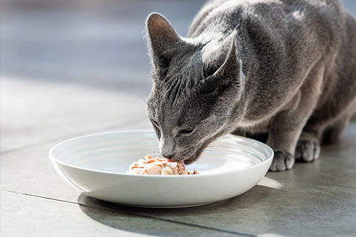 Cat eating pet food 